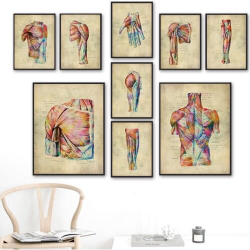 Human Muscular System Nordic Vintage Anatomy Poster Medical Wall Art Print Canvas Painting Clinic Decor Pictures For Living Room