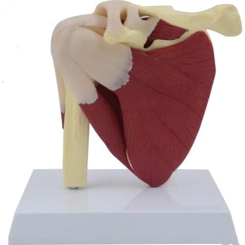 Shoulder joint model with ligament musculoskeletal structure clavicle humerus scapula shoulder teaching aid