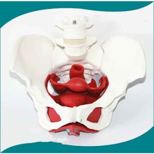 Female Pelvic Reproductive Organs Structure Model Female Genital Model Pelvis Bladder with Two Lumbar Pelvic Floor Muscle Model