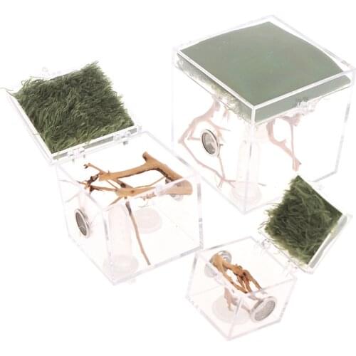 Black Widow Spider Small Insect Terrarium Transparent Reptile Breeding Box