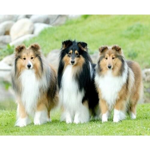 5D Diy Diamond Embroidery Sheepdog sheltie dog Art watercolor Cross Stitch Diamond Painting Collie Full Square Wall Decor