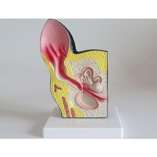 1:1 Life Size 12*12*17cm Dog Ear Structure Skin Anatomical Model Veterinarian Use Model Animal Teaching Model Free Shipping