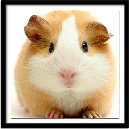 Diy Diamond Painting Cross Stitch Cavia Porcellus Diamond Full Round Diamond Embroidery Guinea Pig Animals Kit