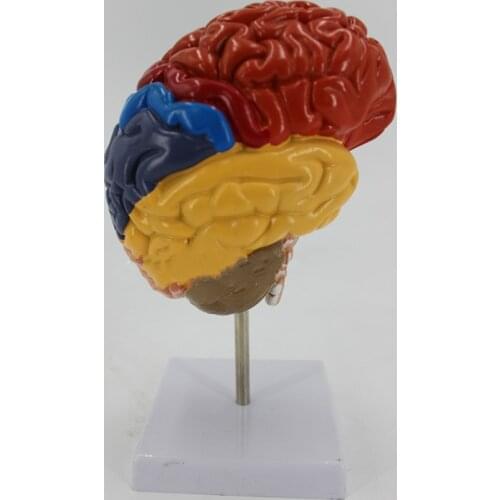 1:1 Life Size PVC Big Brain Anatomy Model Colored Brain Functional Zoning Model Medical Anatomical Detachable Humans Brain Model