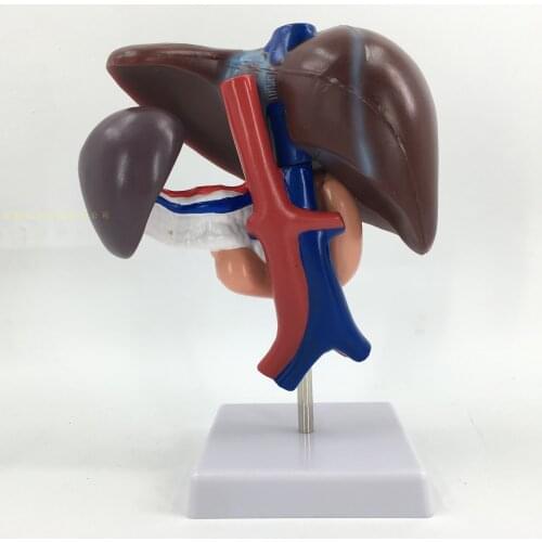 Hepatopancreas and duodenum model structure of liver, spleen, blood vessels and pancreas Human liver Spleen Pancreas