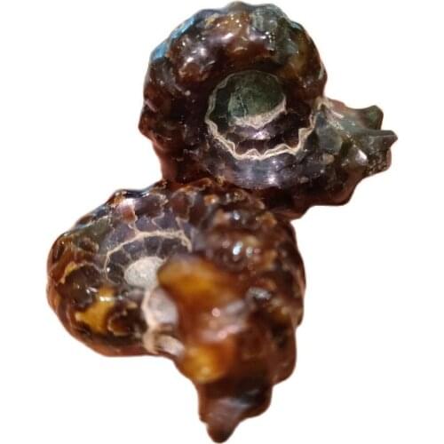 2PCS Natural Stone Ammonite Marine Fossil Horn Screw Minerals and specimens Fengshui Reiki Healing Energy Gift