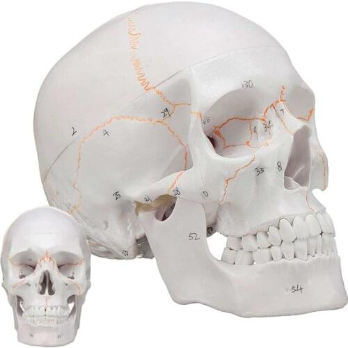 Skeleton Skull Head 1:1 Model Medical Science Teaching Life-size Skull for School Human Anatomy Precise Adult Head Medical Model