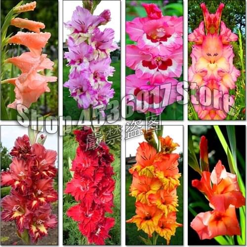 Flowers 5d Diy Diamond Painting Cross Stitch Diamond Embroidery Gladiolus Mosaic Full Rhinestone Gifts Craft Stickers Needlework