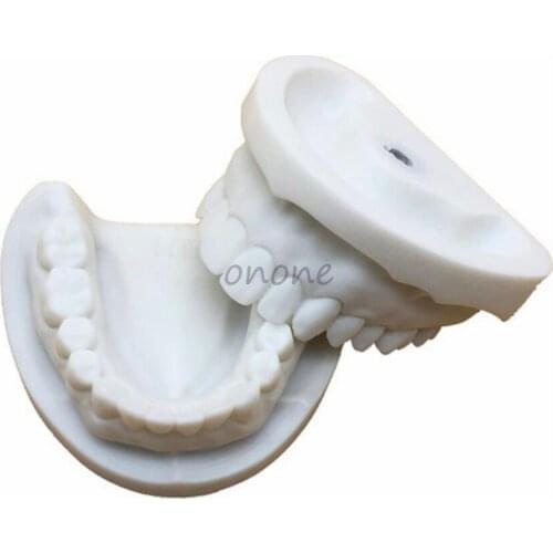 Dental Standard Teeth Model White Fused Alumina Student Learning Teeth Model