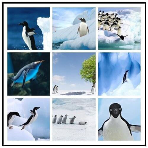 LIPHISFUN Full Drill Diamond Painting Handmade Cross Stitch Embroidery Square/round DIY Penguin Cute Animal