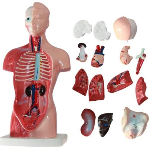 15Pcs/Set Anatomy Human Torso Body Model Internal Organs Visceral Brain Model Educational Anatomical Teaching Tool for Classroom