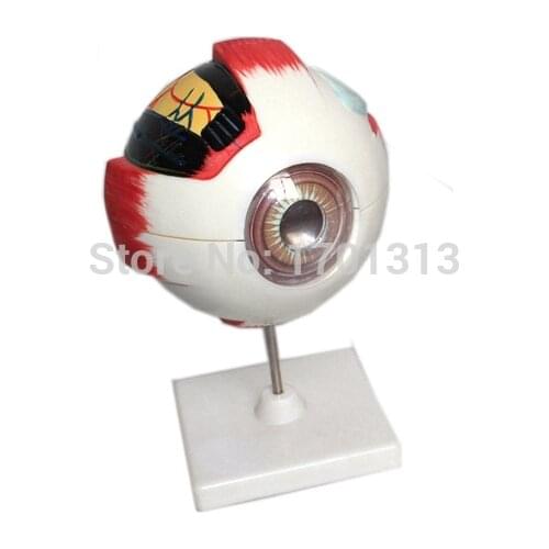 Eyeball model Diameter 15CM Special decoration Clinic personalized decorative Figurines biology ophthalmology doctor