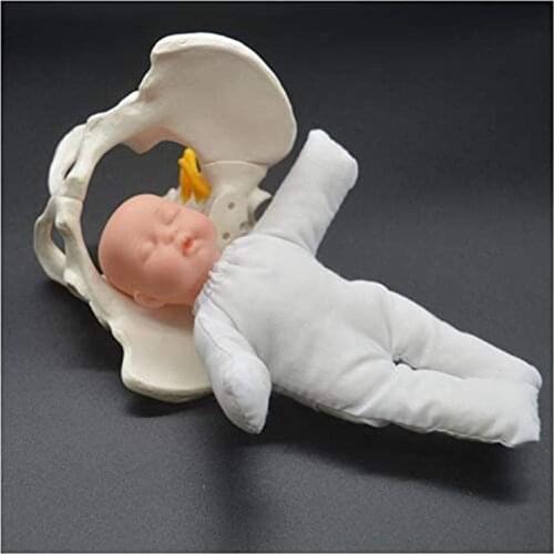 Female Pelvis Childbirth Model Mini Female Pelvis And Baby Model Midwifery Training Model for Study Medical Teaching Aids