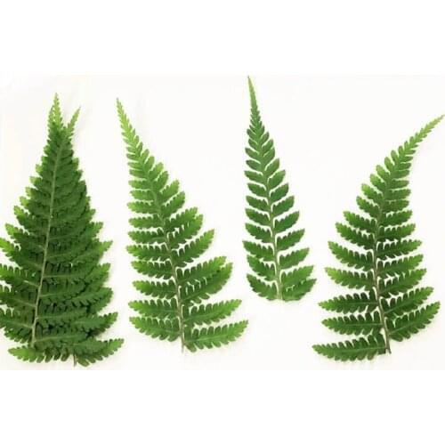 60pcs Pressed Dried Athyrium multidentatum Leaf Flower Plant Herbarium For Jewelry Photo Frame Phone Case Bookmark Making DIY