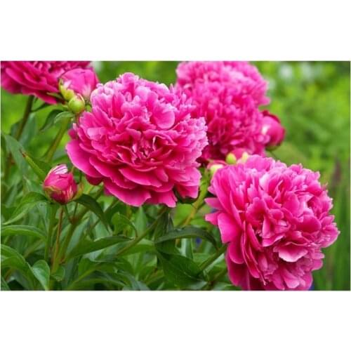 Diamond Painting Red Peony Flower Pictures Of Rhinestones Diamond Mosaic Sale Wedding Decoration Diamond Embroidery Full