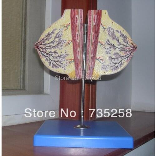 Mammary Gland in Resting Period,Resting Stage Breast Anatomical Model