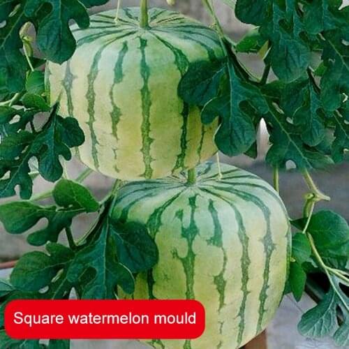 Watermelon Shaping Grow Mold Growth Forming Mold Fruit Shaping Mould Vegetable Growing Mould PI669