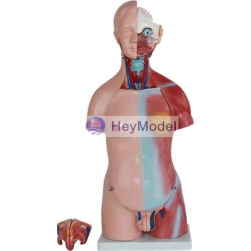 HeyModel 45cm bisexual torso model human organs anatomical visceral distribution in 23 Parts