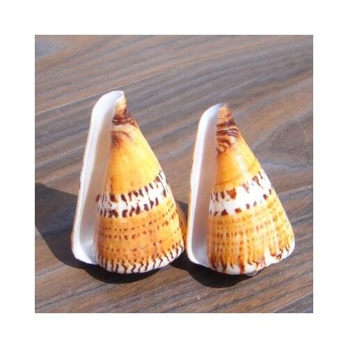 Rare Conch Shell Red Conch about 5cm Purple Flower Conch Black Flower Conch Platform Aquarium Wedding Gift