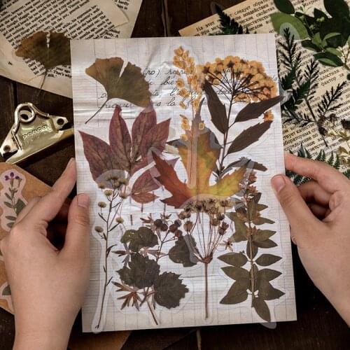 10 Pcs PET Botanical Sticker Specimens Art Plant Transparent Fall Decorative Paper Planner Stickers Korean Stationery