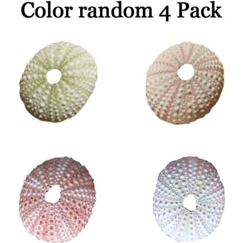 4 Random Color Natural Shell Conch Green Sea Urchin Aquarium Home Decoration Big Green Sea Urchin Coastal Home Decoration