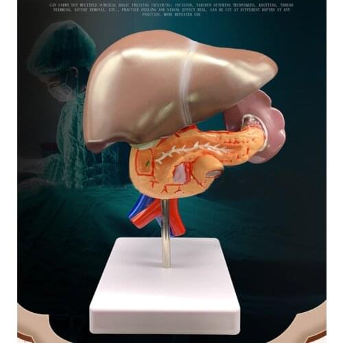 Life Size 1:1 Human Liver Duodenum Human Body Anatomy Medical Model Anatomical Teaching Resources Supplies Toy