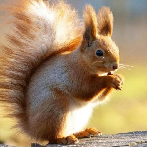 Cute squirrel Diamond Painting animal Cross Stitch Rhinestone DIY Diamond Embroidery Chrildren Room Decor 5D needlework