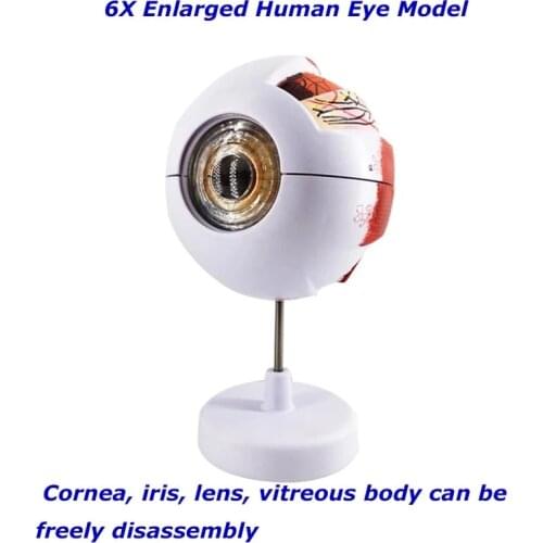Eye Anatomical Model Natural Teaching Instruments and Equipment