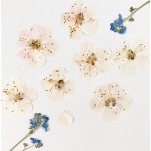 60pcs Pressed Dried Prunus Armeniaca Flowers Plant Herbarium For Jewelry Phone Case Postcard Bookmark DIY Making