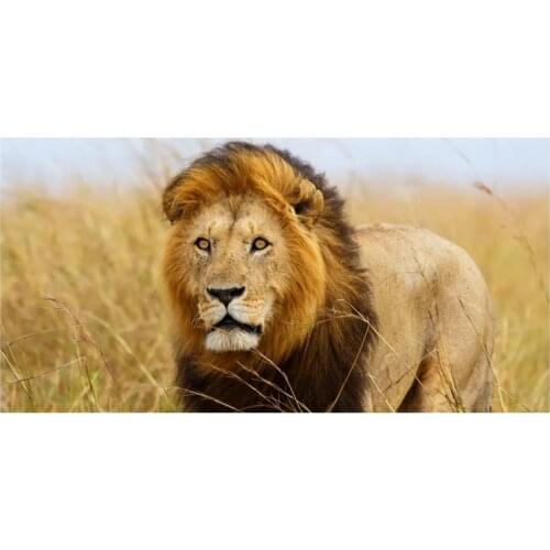 Cool Mighty Masai Lion Mara Kenya Lions Gym Sport Towels Men Adult Wild Animal Printed Beach Swimming Surf Towel for Bath Face