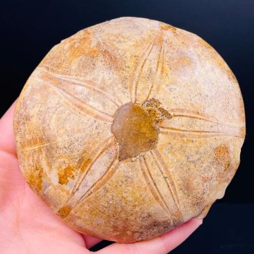 New!!!Natural Quartz Starfish Sea Urchin Fossil Mineral Specimen Stone Gift decor