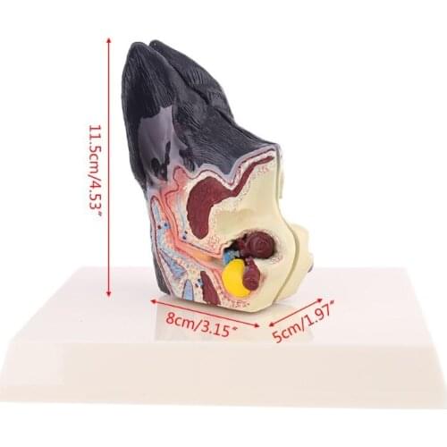 Dog Ear Lesion Animal Anatomical Model Veterinary Science Aids Teaching Canine Research