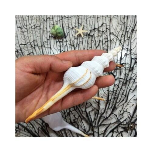 Natural 9-16cm white snail long snail mediterranean shell conch specimen snail platform photography decoration