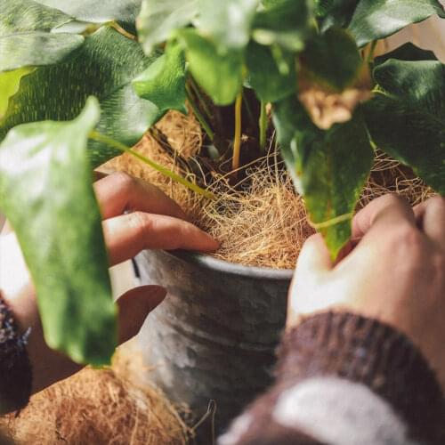 500g Coconut Husk Fiber Orchids Dried Bird Nest Protect Plants House Plant