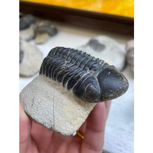 1pcs Natural stone Trilobite fossils healing crystals Decorative collection stones and crystals