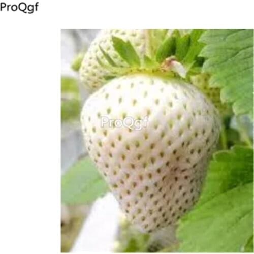 Prodgf 9000Pcs A Set Strawberry