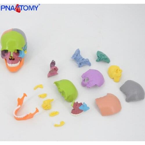 Color Skull 4D Disassembled 15PCS/Set Detachable Anatomical Model Skull Medical Teaching Tool PNATOMY Educational Model