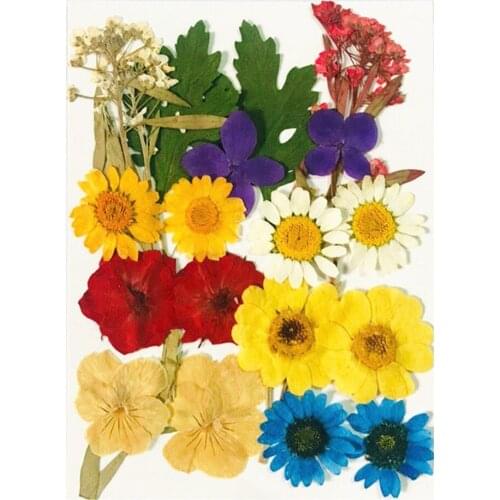 1-5cm Dried Pressed Flowers Leaves DIY Scrapbooking Embellishments Card Making