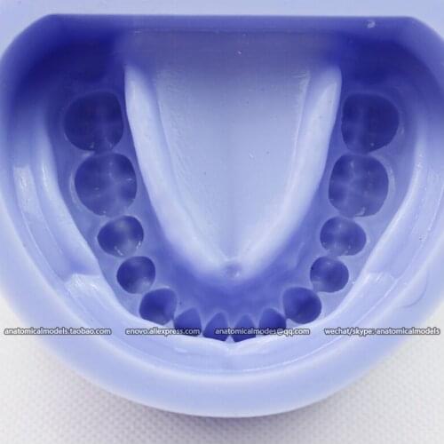 CMAM/12597 Dental- Plaster Model Mold (28 teeth), Human Oral Dental Medical Teaching Anatomical Model