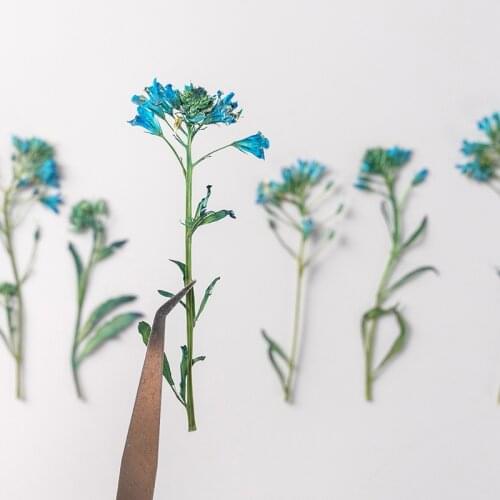 60pcs Pressed Dried Flower Lysimachia candida Lindl Herbarium Epoxy Resin Jewelry Bookmark Phone Case Makeup Nail Art Craft DIY