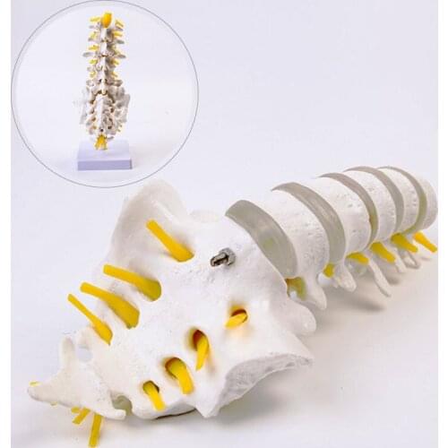 Spinal Lumbar Vertebrae Skeletal Model Intervertebral Disc Skeletal Structure Medical Teaching Human Skeleton Toy