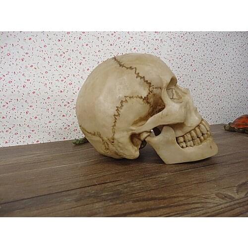 Life size human skull model resin skeleton model Medical skull educational equipment