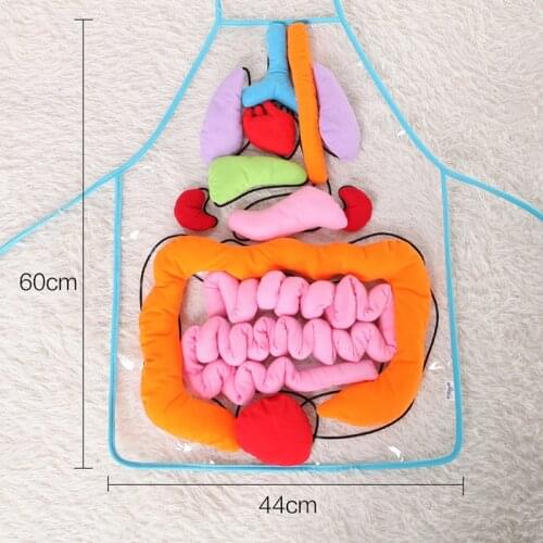 Educational Insights Toys Children Anatomy Apron Human Body Organs Awareness Preschool Science Home School Teaching Aids