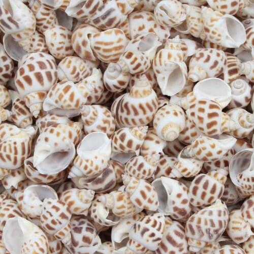 20pcs Donfeng Conch Natural Sea Shells Coquillage Beach Decor Craft Diy Marine Style Fish Tank Conch Embellishment 20-30mm
