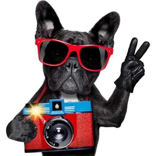 Shine Camera Bulldog Applique Thermal Stickers Diy Heat Transfer Appliqued Tops Fashion Vinyl Stripe T-Shirt Socks Patch