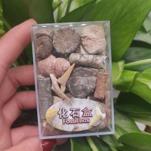 1 Box Mixed Fossil Ore Specimens Science Mineral Rock Museum Teaching Gravel Specimen Materials Natural Stone