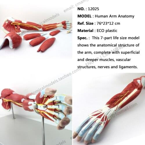 CMAM/12025 Muscle of the Human Arm - 7 parts, Plastic Human Body Muscle Teaching Anatomical Model