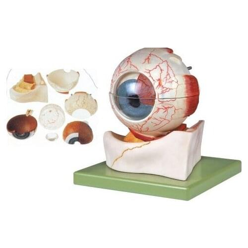 5X Eyeball enlargement model 8 parts Eye anatomy structure model with vein and nerve