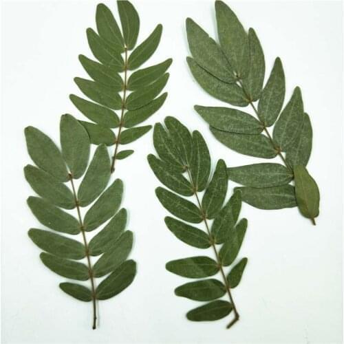 100PCS/7~10CM Real Dry Natural Plant Pressed Flowers Material Verbena Leaf,Dried Press Leaves Branch,Resin Jewelry Making Craft