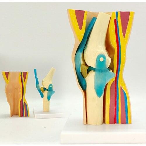 Human knee joint model muscle prepuce with ligament of knee joint Demonstration model